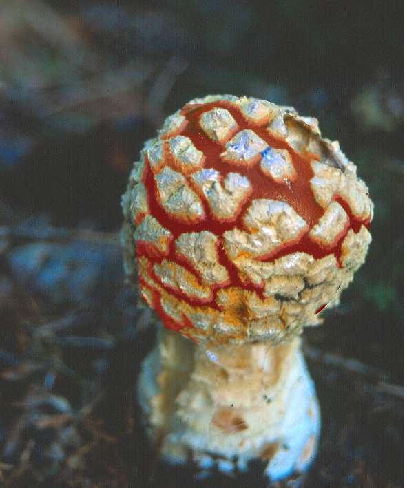 Amanita sp.